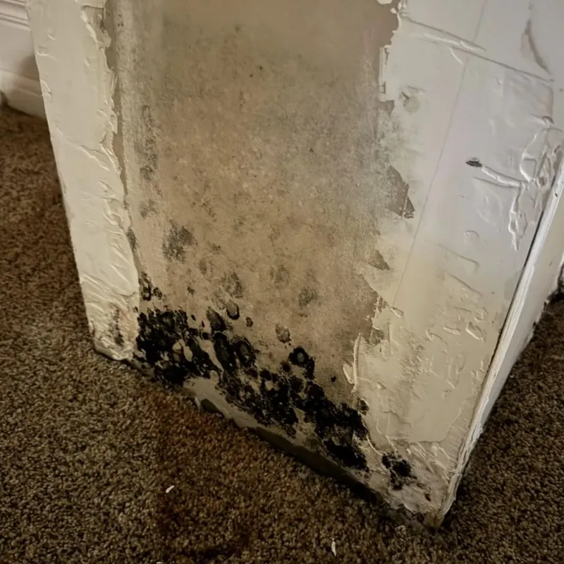 Professional Mold Removal in El Dorado, KS
